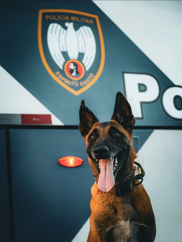 cão 3