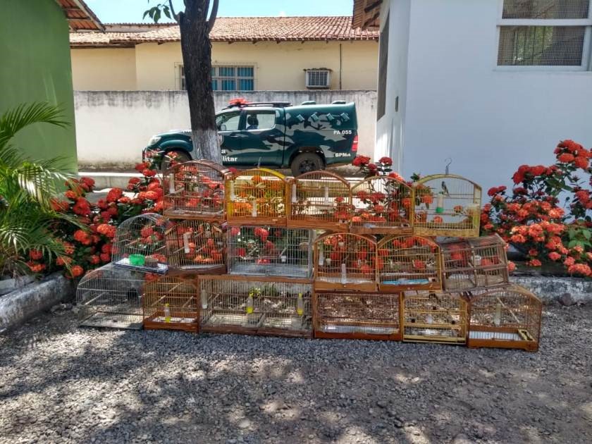 materia66mes012019
