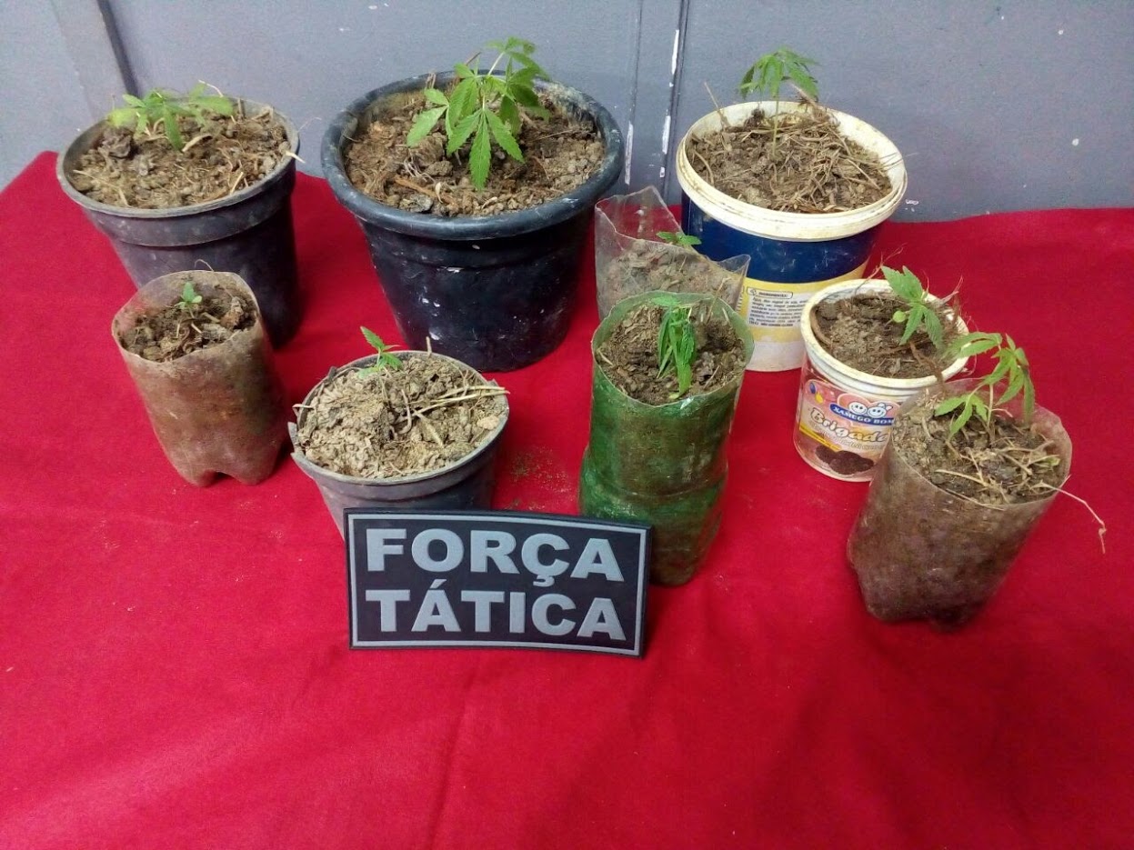 Pés de maconha encontrados em Muqui