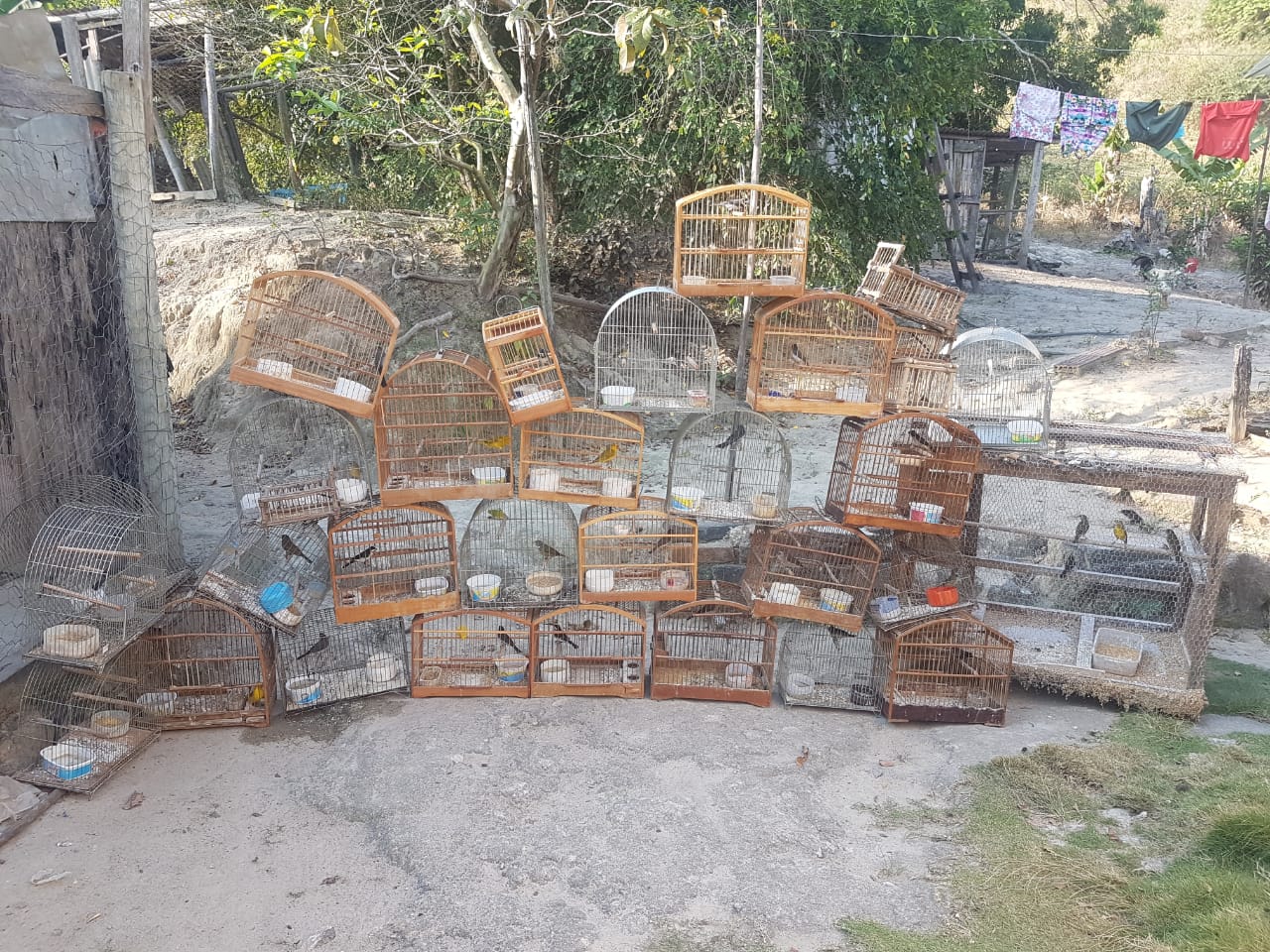 Pássaros apreendidos